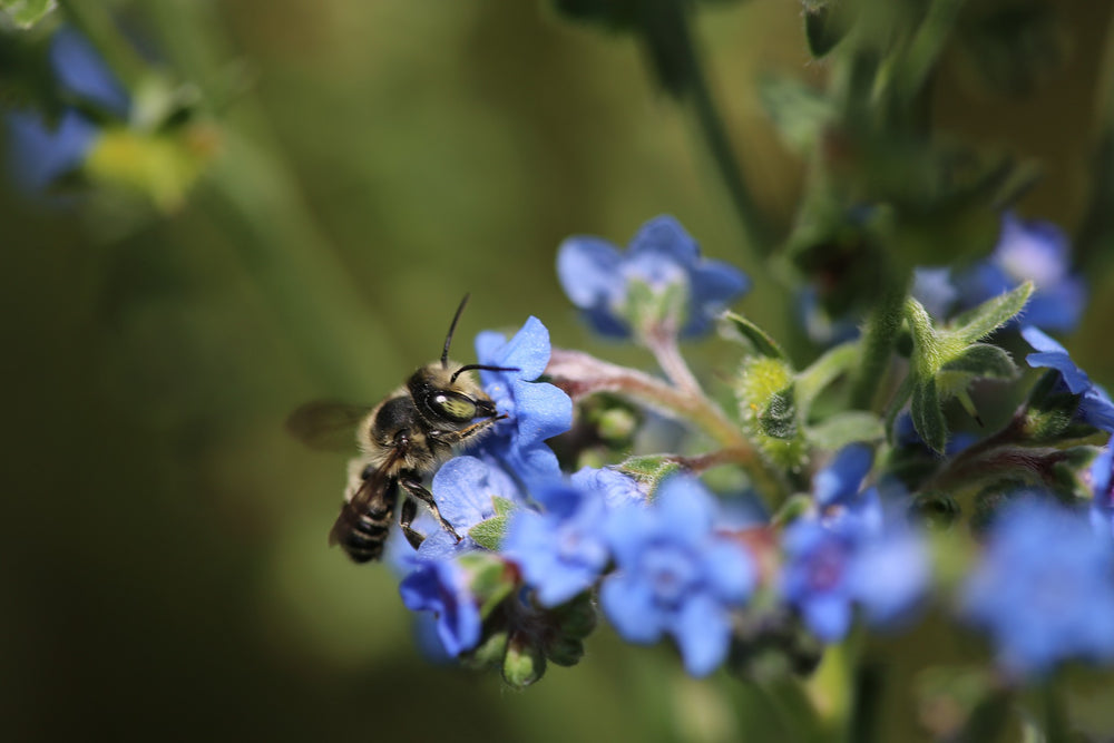 LEAFCUTTER BEES—SUMMER'S POLLINATOR