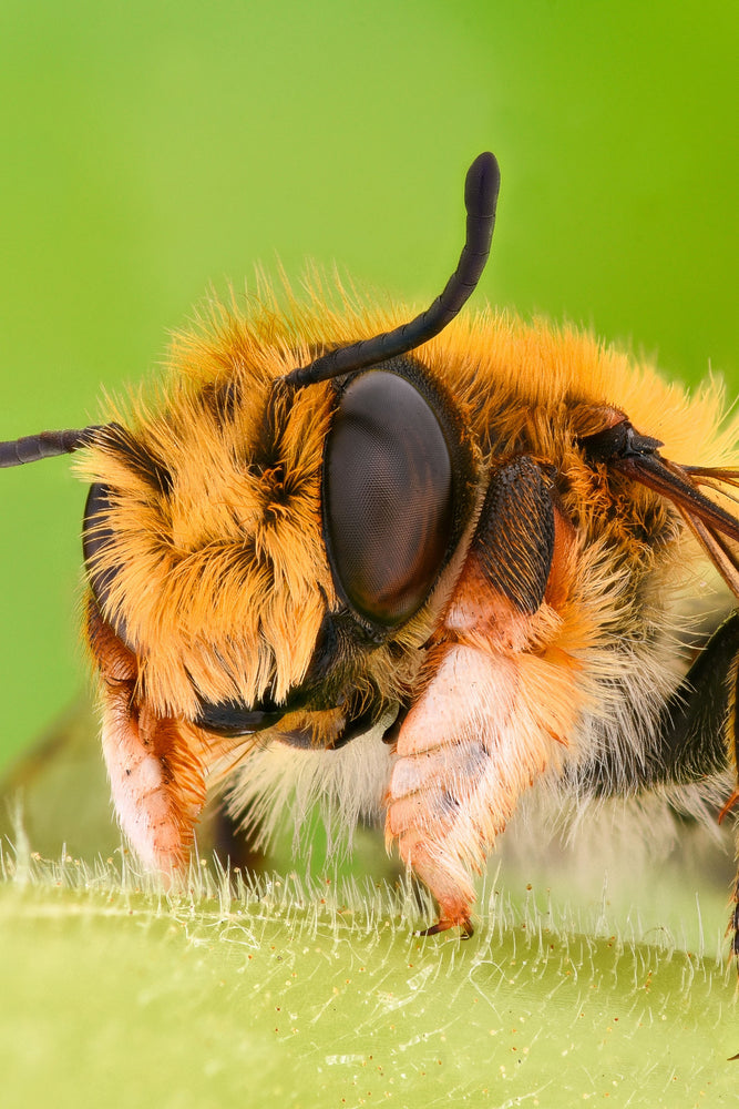 LEAFCUTTER BEE BEGINNER'S GUIDE FOR CUSTOMERS